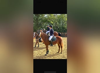 Plus de poneys/petits chevaux, Jument, 5 Ans, 146 cm, Bai clair