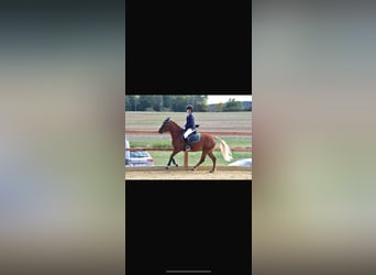 Plus de poneys/petits chevaux, Jument, 5 Ans, 146 cm, Bai clair