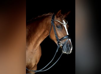 Plus de poneys/petits chevaux, Jument, 5 Ans, 146 cm