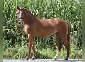 Plus de poneys/petits chevaux, Jument, 5 Ans, 146 cm