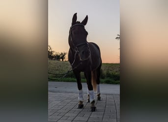 Plus de poneys/petits chevaux, Jument, 5 Ans, 148 cm, Alezan brûlé