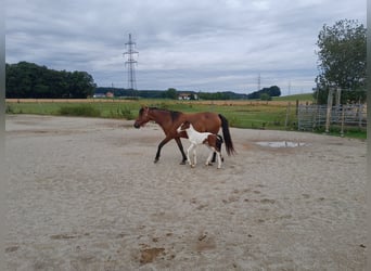 Plus de poneys/petits chevaux Croisé, Jument, 5 Ans, 148 cm, Bai