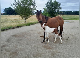 Plus de poneys/petits chevaux Croisé, Jument, 5 Ans, 148 cm, Bai