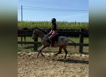 Plus de poneys/petits chevaux, Jument, 5 Ans, 148 cm, Léopard