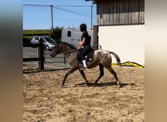 Plus de poneys/petits chevaux, Jument, 5 Ans, 148 cm, Léopard