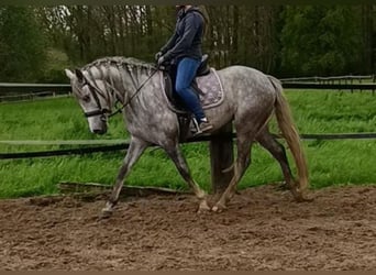 Plus de poneys/petits chevaux Croisé, Jument, 5 Ans, 150 cm, Gris pommelé
