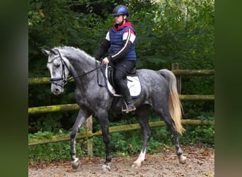 Plus de poneys/petits chevaux, Jument, 5 Ans, 151 cm