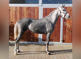 Plus de poneys/petits chevaux, Jument, 5 Ans, 151 cm