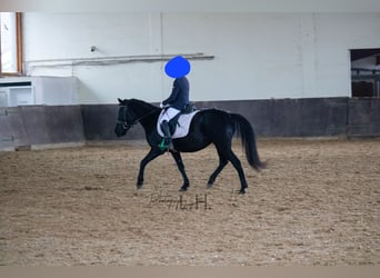 Plus de poneys/petits chevaux Croisé, Jument, 6 Ans, 140 cm, Noir