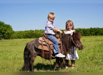 Plus de poneys/petits chevaux, Jument, 6 Ans, 69 cm, Rouan Bleu