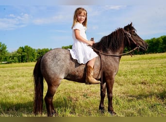 Plus de poneys/petits chevaux, Jument, 6 Ans, 91 cm, Rouan Bleu