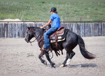 Plus de poneys/petits chevaux, Jument, 7 Ans, 117 cm, Noir