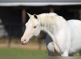 Plus de poneys/petits chevaux, Jument, 7 Ans, 130 cm, Blanc