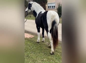 Plus de poneys/petits chevaux, Jument, 7 Ans, 132 cm, Pinto