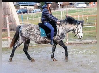 Plus de poneys/petits chevaux Croisé, Jument, 7 Ans, 140 cm, Gris pommelé