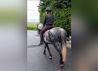 Plus de poneys/petits chevaux Croisé, Jument, 7 Ans, 140 cm, Gris pommelé