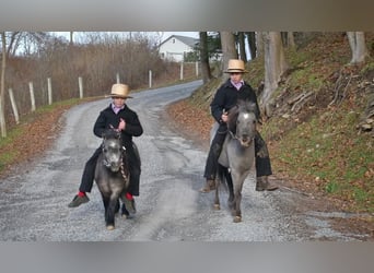 Plus de poneys/petits chevaux, Jument, 7 Ans, 81 cm, Rouan Bleu