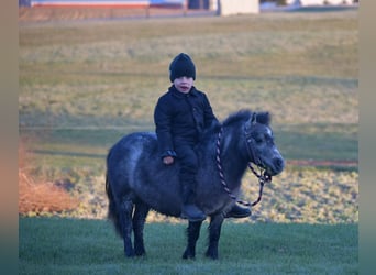 Plus de poneys/petits chevaux, Jument, 7 Ans, 81 cm, Rouan Bleu
