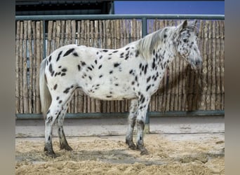 Plus de poneys/petits chevaux, Jument, 8 Ans, 112 cm, Léopard