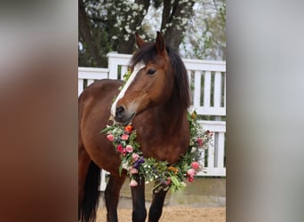 Plus de poneys/petits chevaux, Jument, 8 Ans, 140 cm, Bai