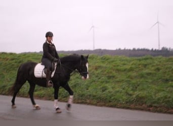 Plus de poneys/petits chevaux Croisé, Jument, 8 Ans, 152 cm, Noir