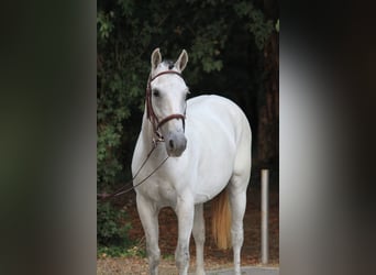 Plus de poneys/petits chevaux, Jument, 8 Ans, 155 cm, Blanc