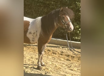 Plus de poneys/petits chevaux, Jument, 9 Ans, 110 cm, Pinto