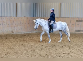 Plus de poneys/petits chevaux, Jument, 9 Ans, 135 cm, Gris pommelé