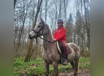 Plus de poneys/petits chevaux Croisé, Jument, 9 Ans, 140 cm, Gris moucheté