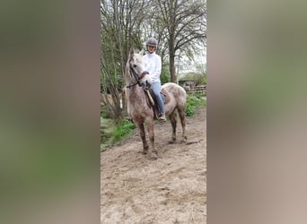 Plus de poneys/petits chevaux Croisé, Jument, 9 Ans, 140 cm, Gris moucheté