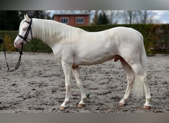 Plus de poneys/petits chevaux, Étalon, 10 Ans, 145 cm, Cremello