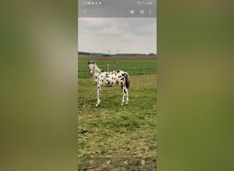 Plus de poneys/petits chevaux Croisé, Étalon, 1 Année, 120 cm, Léopard