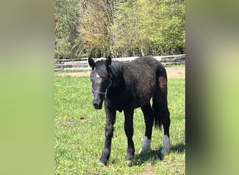 Plus de poneys/petits chevaux, Étalon, 1 Année, 125 cm, Noir