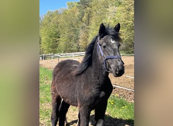 Plus de poneys/petits chevaux, Étalon, 1 Année, 125 cm, Noir