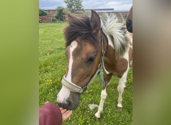 Plus de poneys/petits chevaux Croisé, Étalon, 1 Année, 135 cm, Pinto