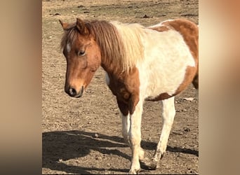 Plus de poneys/petits chevaux Croisé, Étalon, 1 Année, Alezan