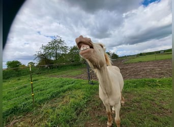 Plus de poneys/petits chevaux, Étalon, 1 Année, Perlino