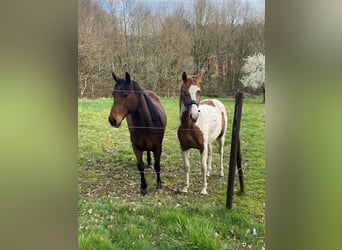 Plus de poneys/petits chevaux Croisé, Étalon, 2 Ans, 160 cm, Pinto
