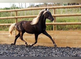 Plus de poneys/petits chevaux, Étalon, 3 Ans, 147 cm, Palomino