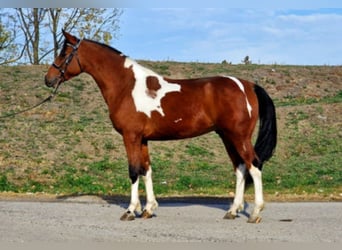 Plus de poneys/petits chevaux, Étalon, 5 Ans, 143 cm, Pinto