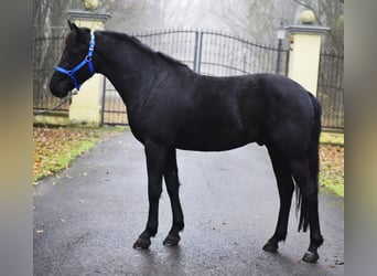 Plus de poneys/petits chevaux, Étalon, 6 Ans, 149 cm, Noir
