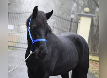 Plus de poneys/petits chevaux, Étalon, 6 Ans, 149 cm, Noir