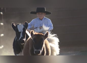 Plus de poneys/petits chevaux, Étalon, 7 Ans, 86 cm, Palomino