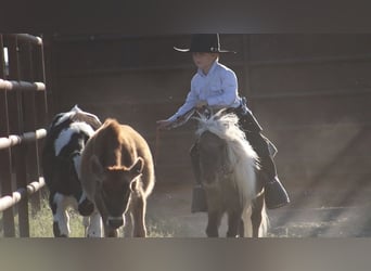 Plus de poneys/petits chevaux, Étalon, 7 Ans, 86 cm, Palomino
