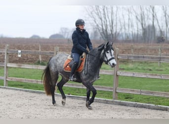 Plus de poneys/petits chevaux, Étalon, 8 Ans, 145 cm, Rouan bleu