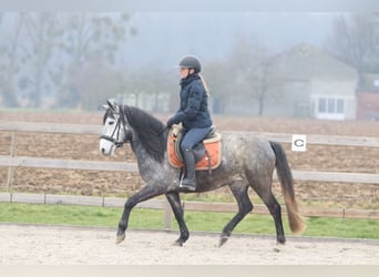 Plus de poneys/petits chevaux, Étalon, 8 Ans, 145 cm, Rouan bleu