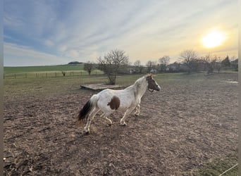 Plus de poneys/petits chevaux Croisé, Étalon, 9 Ans, 138 cm, Pinto
