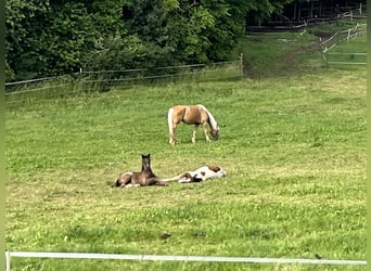 Plus de poneys/petits chevaux, Étalon, Poulain (02/2025), 127 cm, Pinto