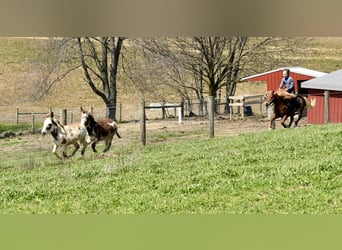 Plus de poneys/petits chevaux, Hongre, 10 Ans, 112 cm, Alezan brûlé