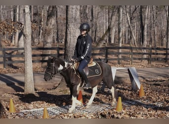 Plus de poneys/petits chevaux, Hongre, 10 Ans, 112 cm, Pinto